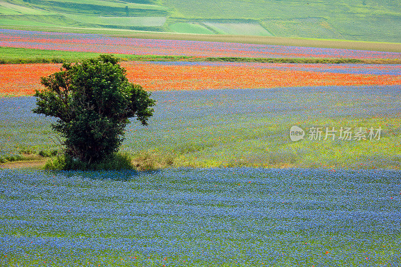 Piano Grande di Castelluccio，位于绿色山丘上的村庄，意大利